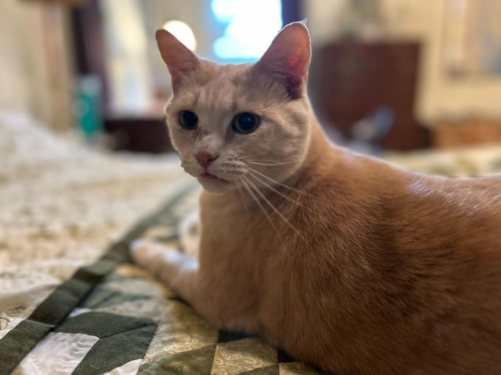 Etta Mommy, a Adoptable Domestic Short Hair in Chestertown, MD image 5/6
