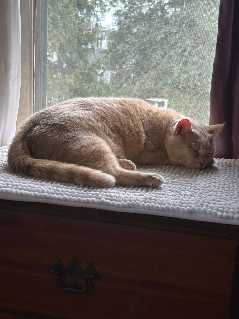 Etta Mommy, a Adoptable Domestic Short Hair in Chestertown, MD image 2/6