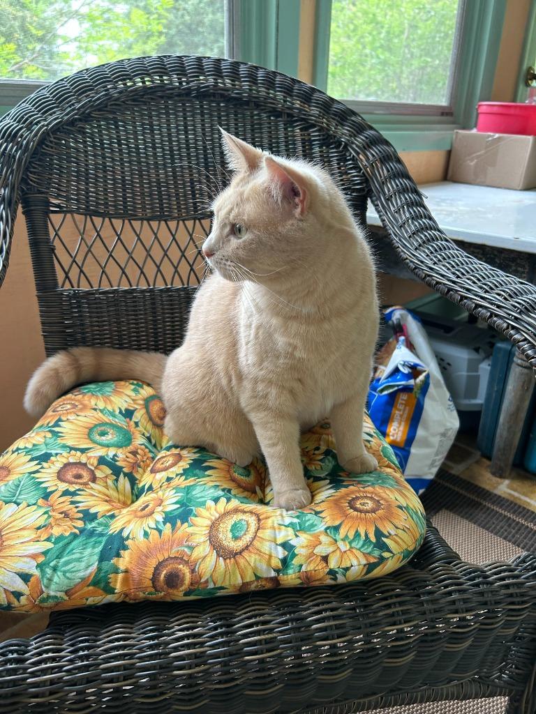 Etta Mommy, a Adoptable Domestic Short Hair in Chestertown, MD image 3/6