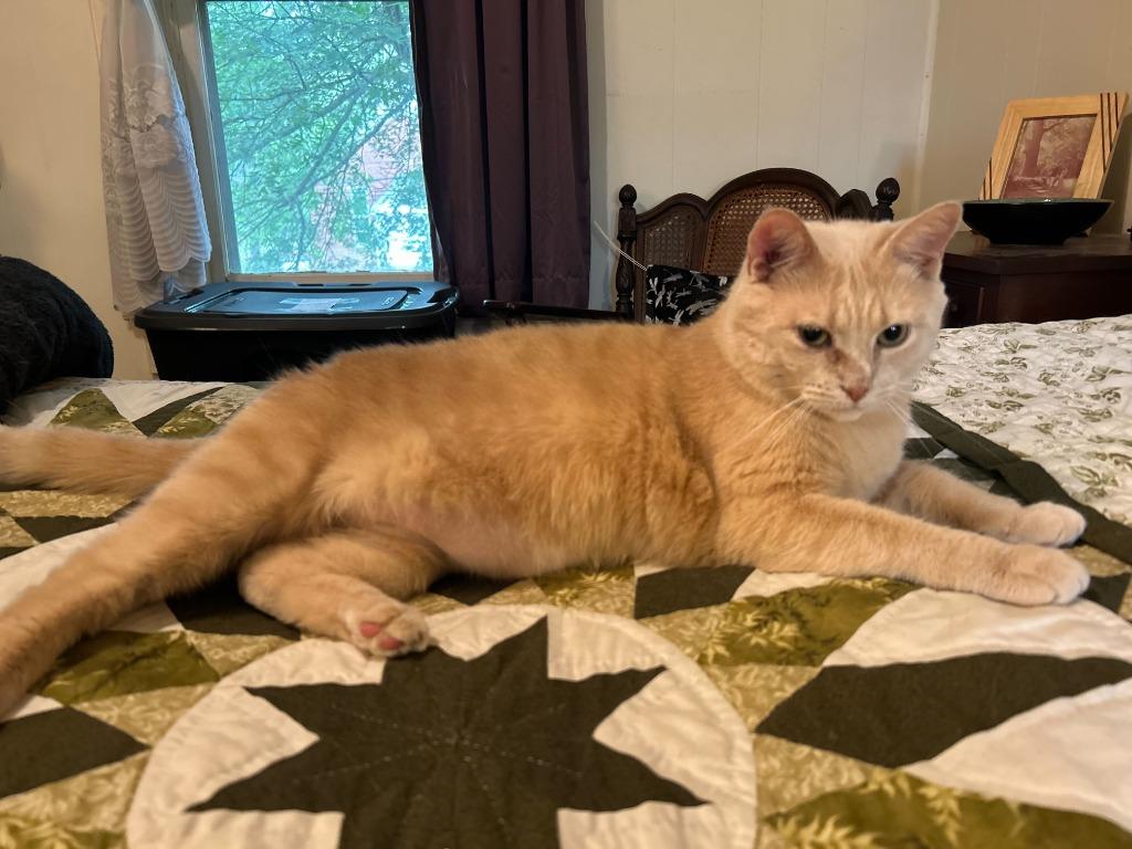 Etta Mommy, Adoptable, Adult Female Domestic Short Hair.