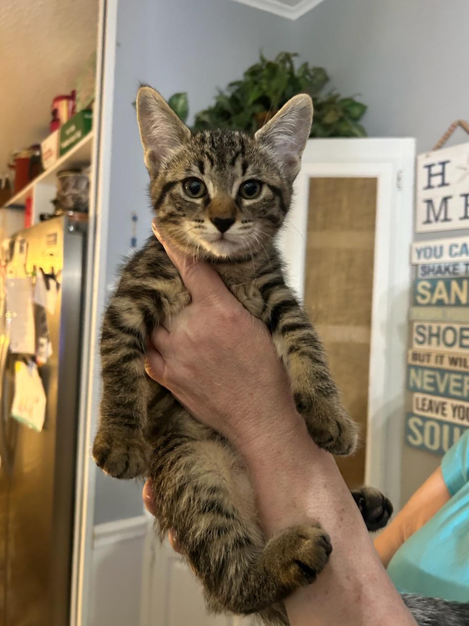 Enlarge Reecie, a Adopted American Shorthair in Marine City, MI image 2/2