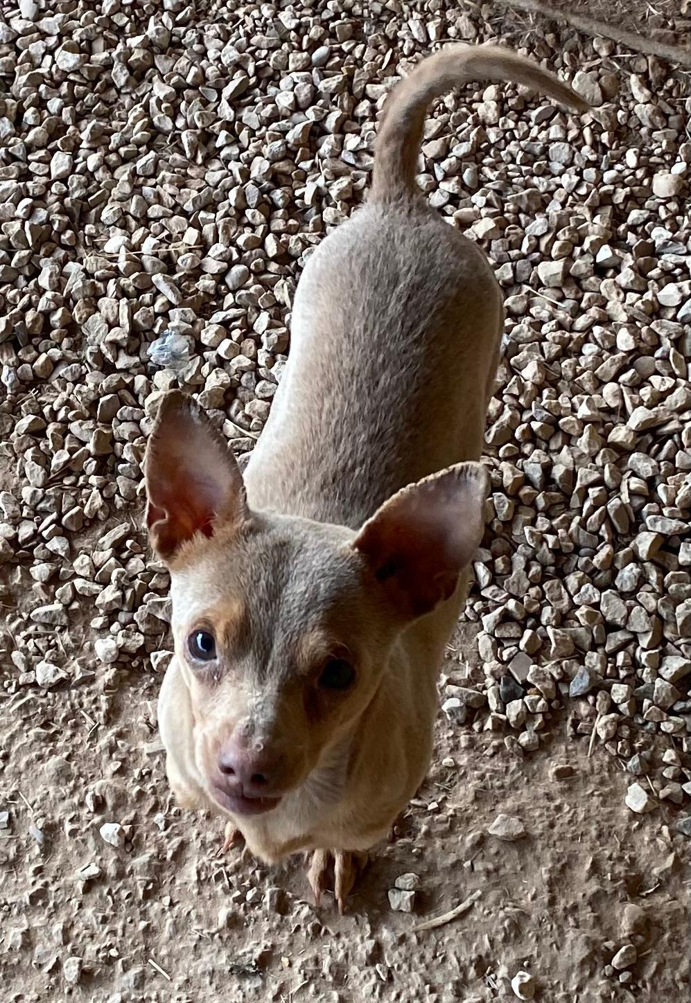 Enlarge Baxter, an adopted Chihuahua in Post, TX image 1/1