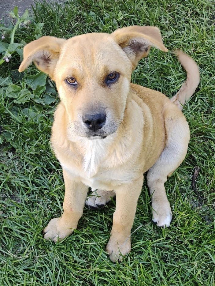 Bling, Adopted, Puppy Female Shepherd & Australian Cattle Dog / Blue Heeler.