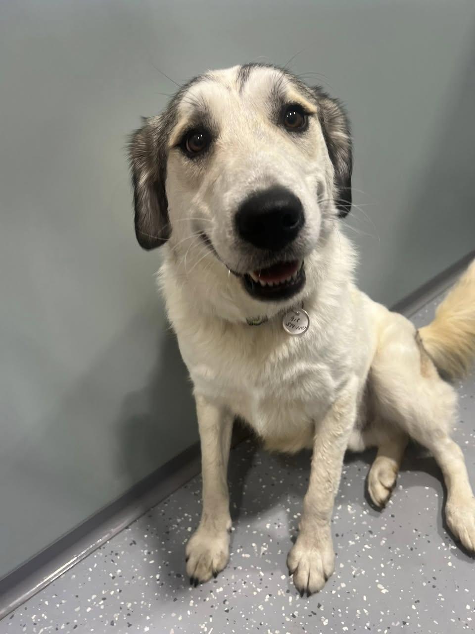 Enlarge Mack, an adopted Mixed Breed in Davenport, IA image 1/2