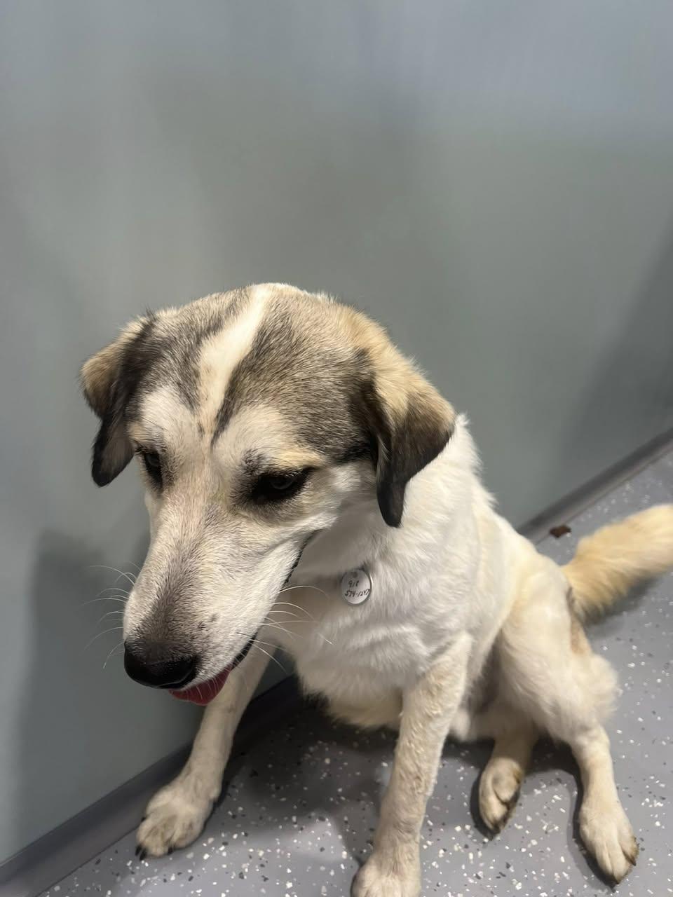 Enlarge Mack, an adopted Mixed Breed in Davenport, IA image 2/2