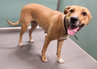 Coral, ADOPTABLE, Adult Female Pit Bull Terrier.