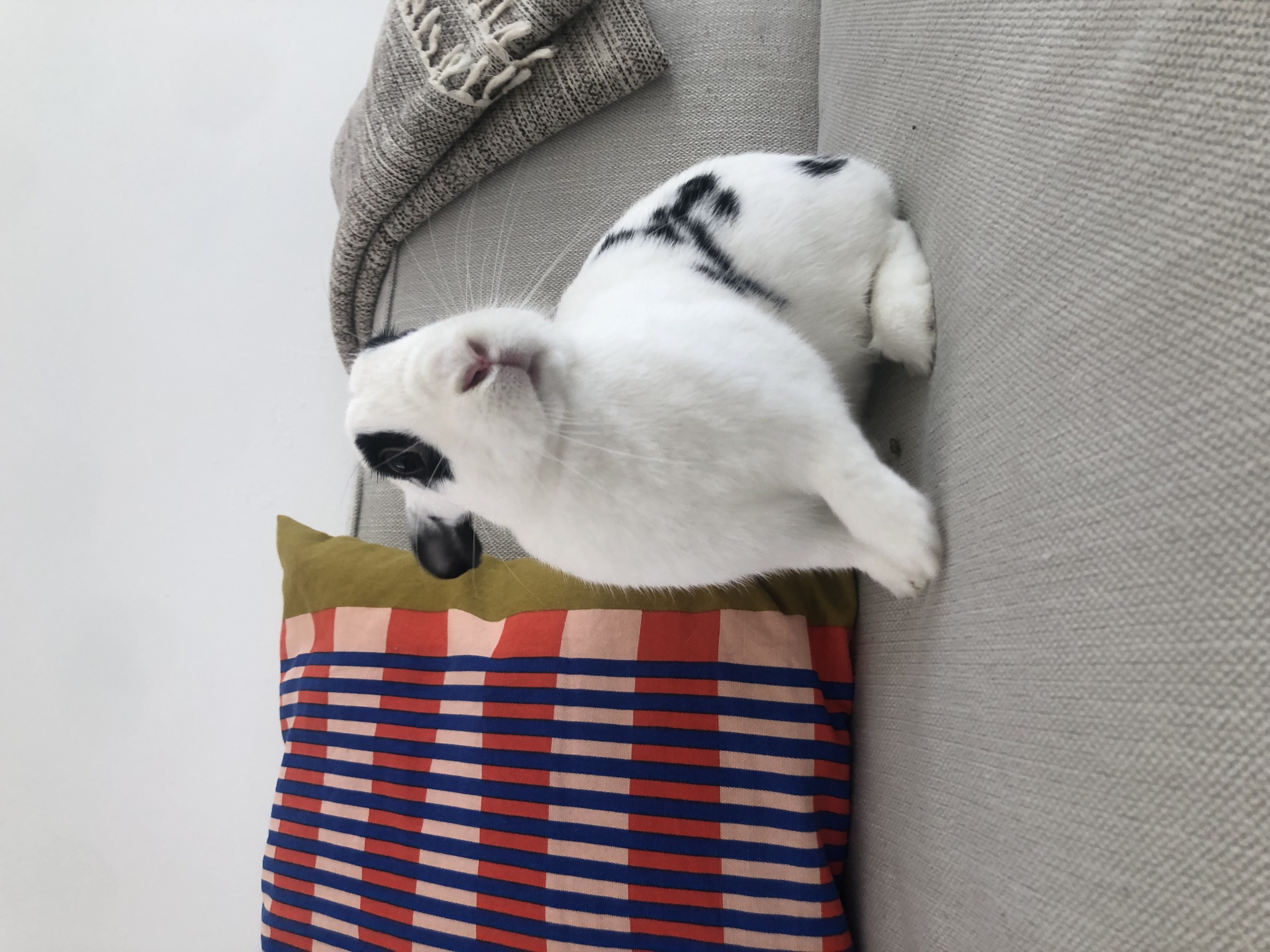 Skyler, a Adoptable mixed breed in Willowbrook, IL image 1/4