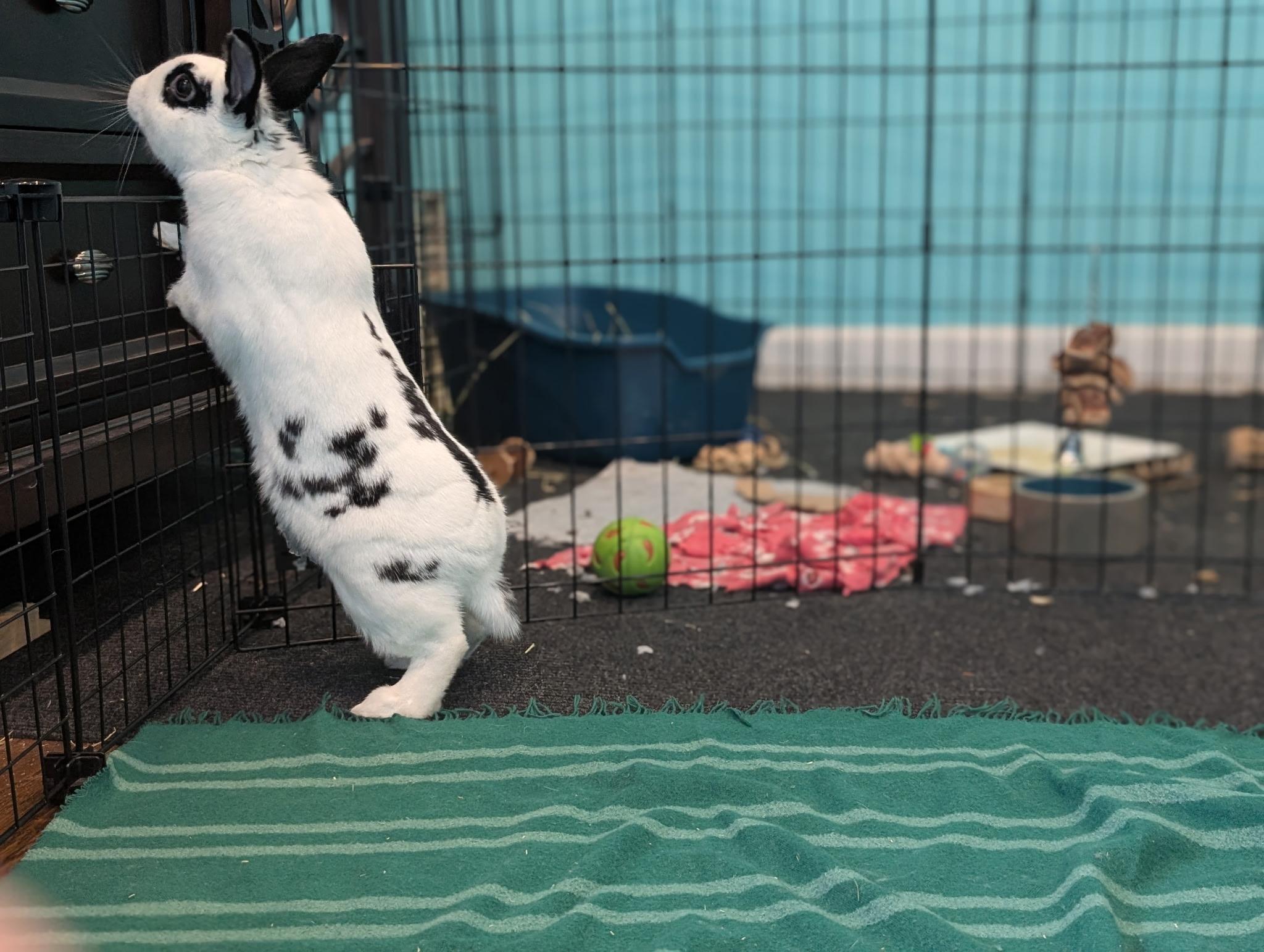 Enlarge Skyler, a Adoptable mixed breed in Willowbrook, IL image 1/6