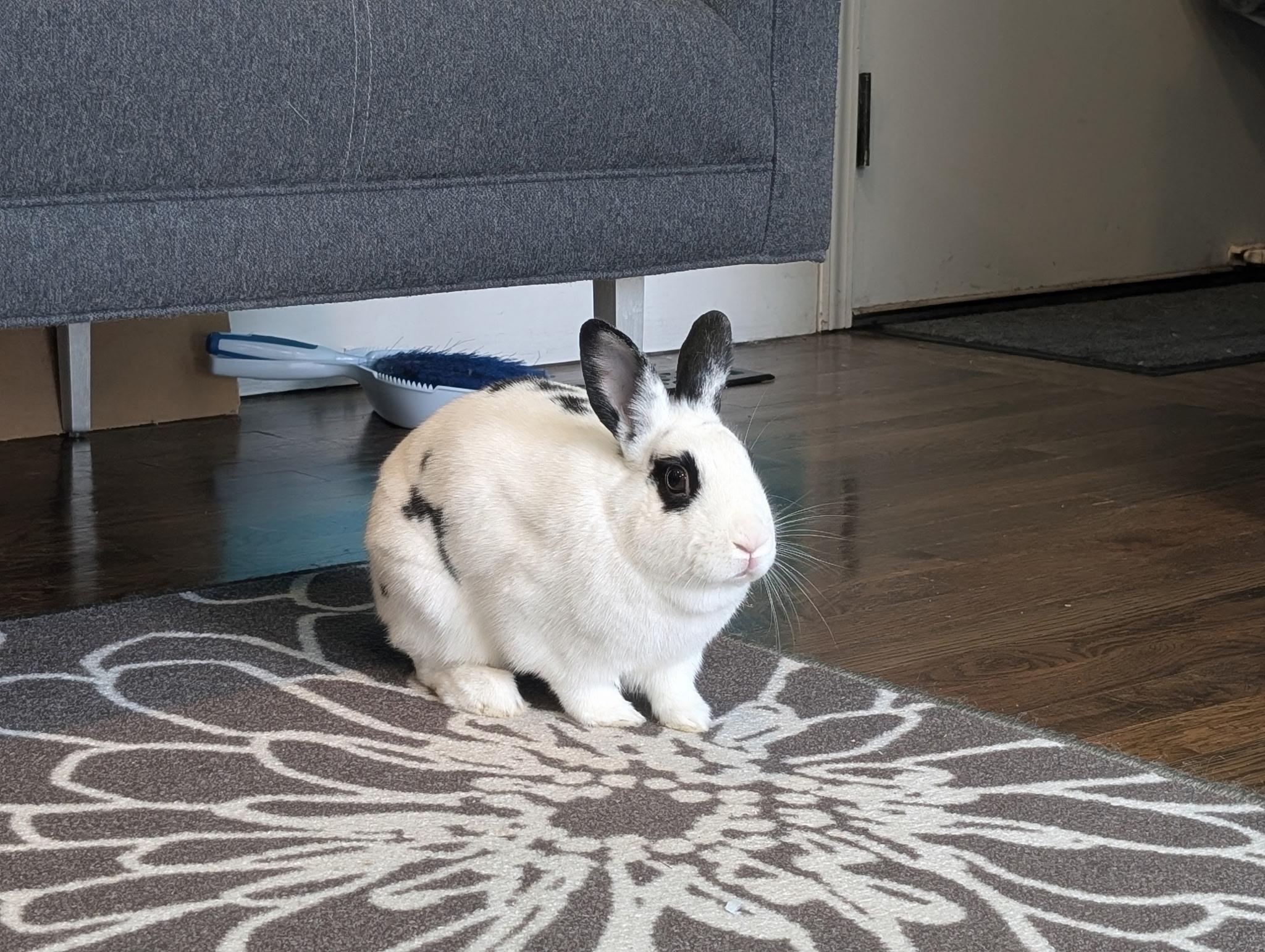 Enlarge Skyler, a Adoptable mixed breed in Willowbrook, IL image 6/6