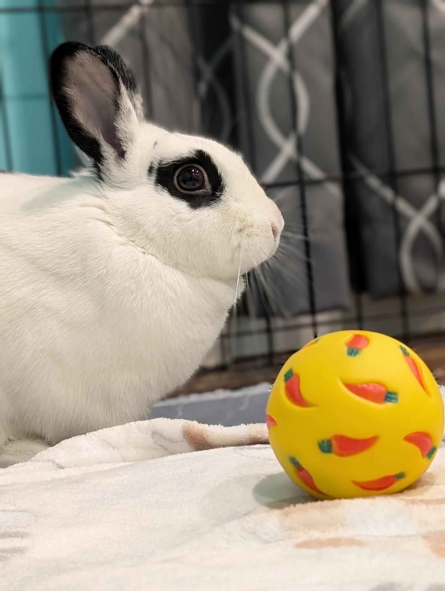 Enlarge Skyler, a Adoptable mixed breed in Willowbrook, IL image 5/6