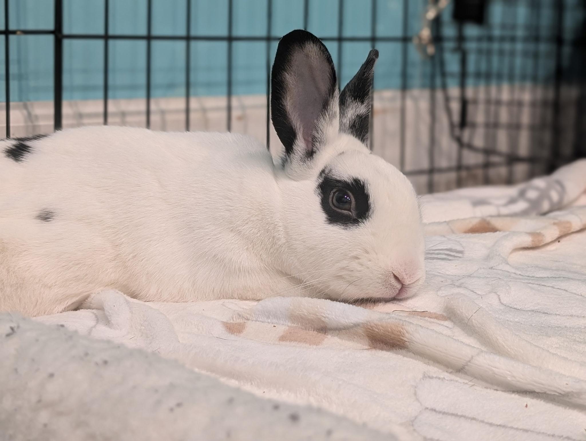 Enlarge Skyler, a Adoptable mixed breed in Willowbrook, IL image 4/6