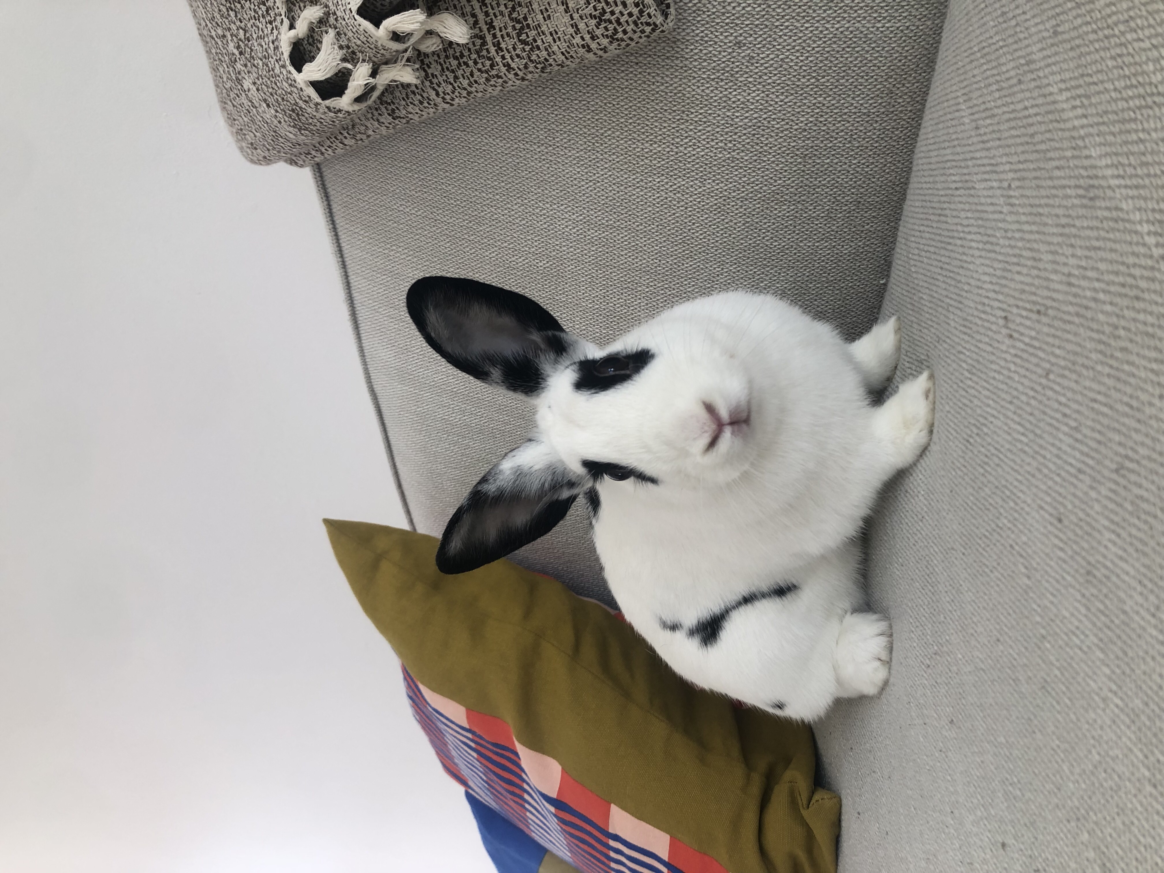 Skyler, a Adoptable mixed breed in Willowbrook, IL image 4/4