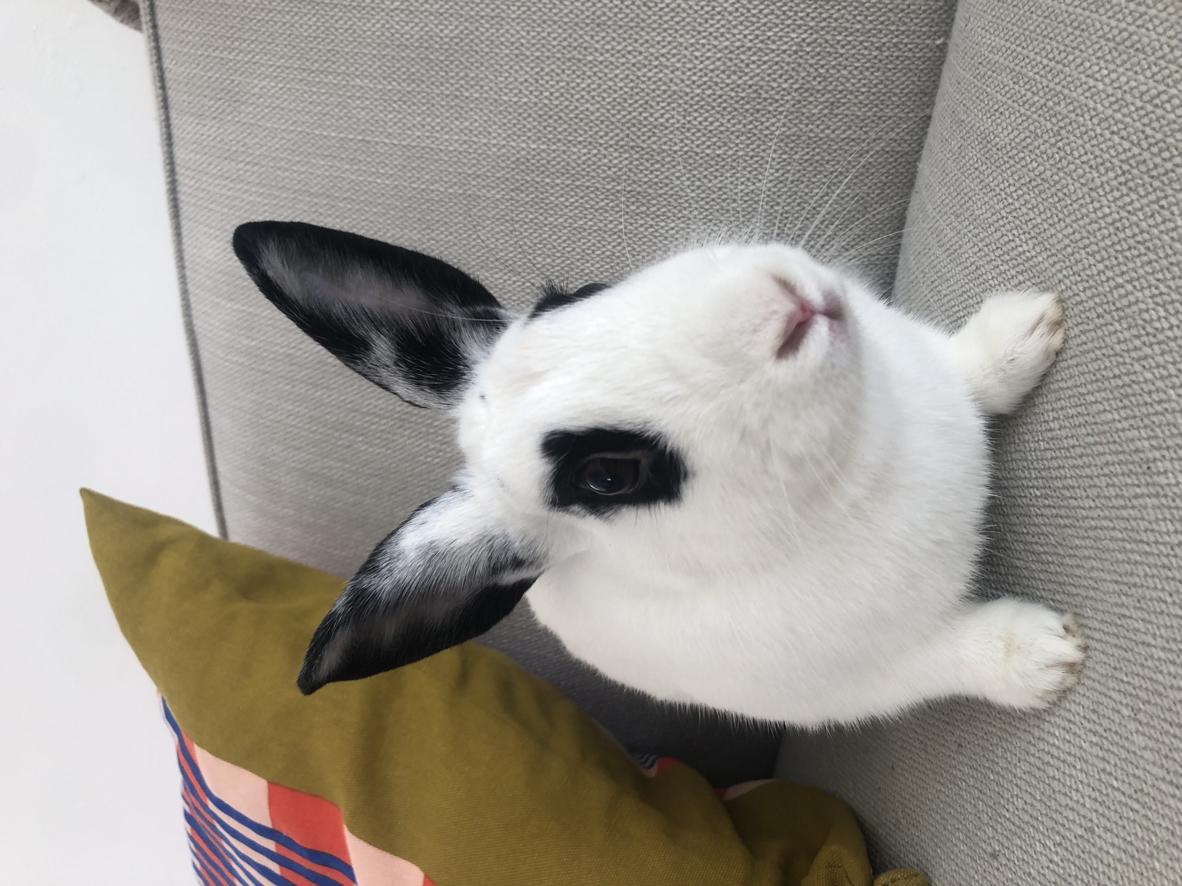 Skyler, a Adoptable mixed breed in Willowbrook, IL image 3/4