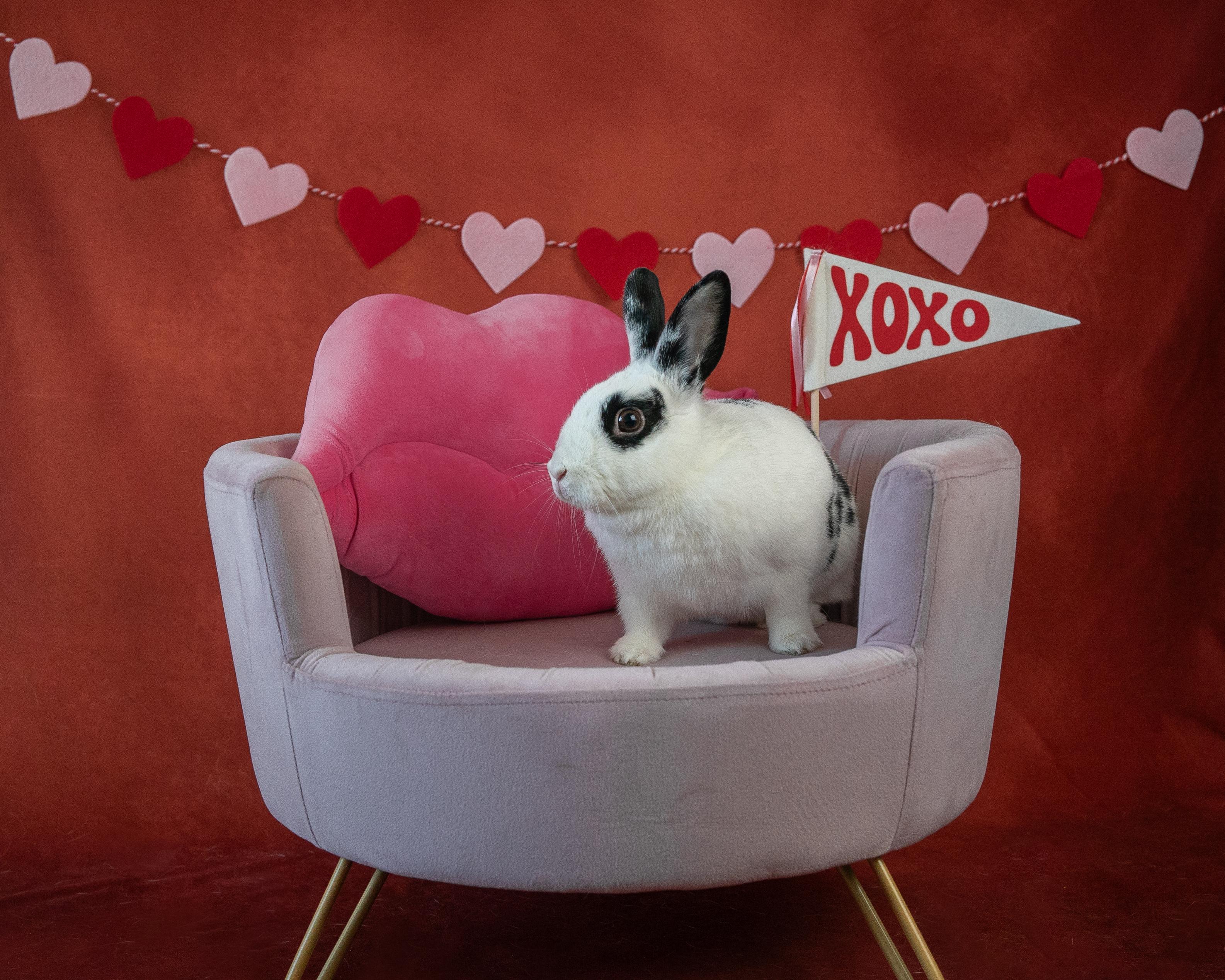 Skyler, a Adoptable mixed breed in Willowbrook, IL image 2/4