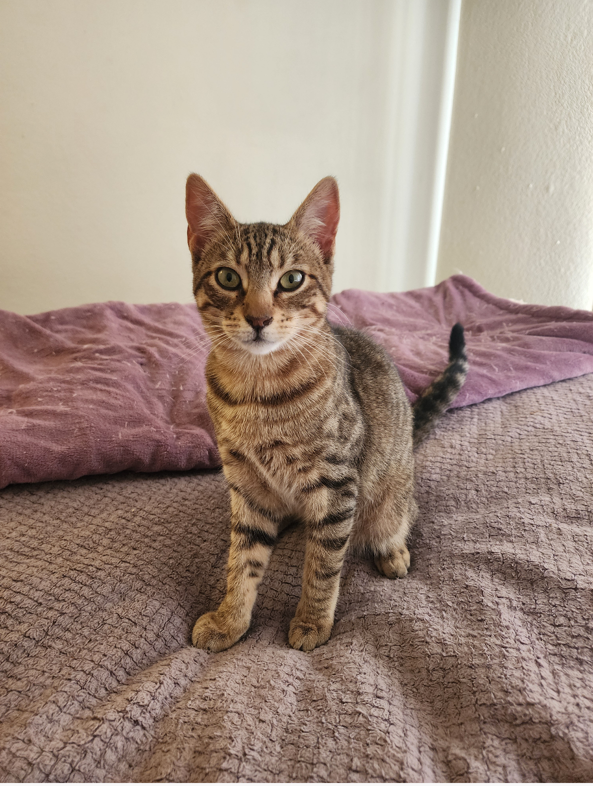 Enlarge Nutmeg, a Adoptable Domestic Short Hair in Crockett, CA image 1/1