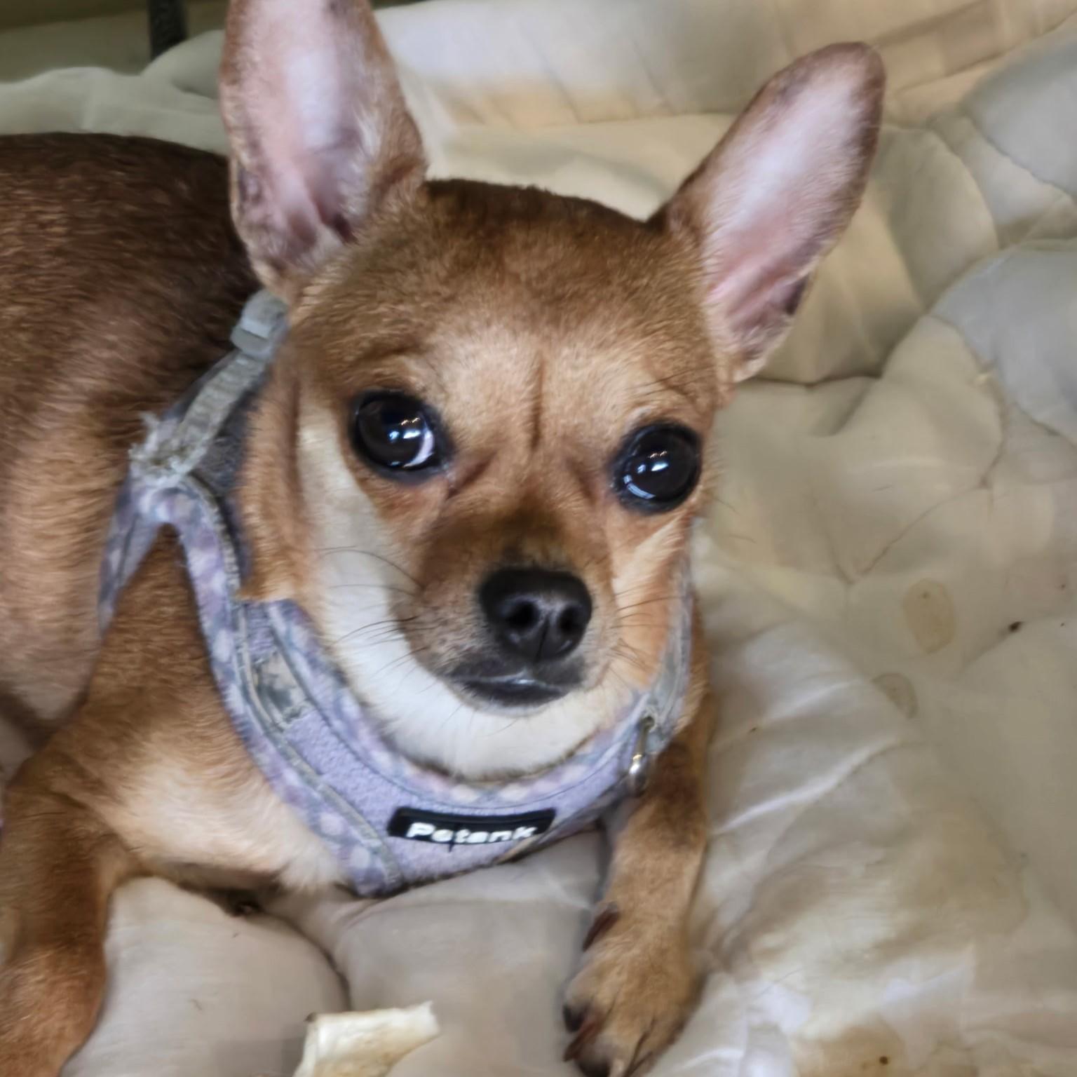 Melly, ADOPTABLE, Young Female Chihuahua.