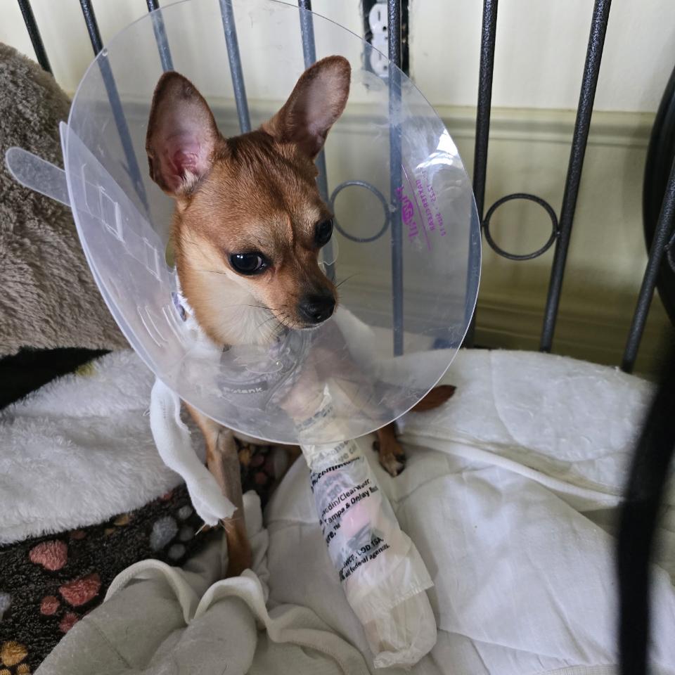 Enlarge Melly, a ADOPTABLE Chihuahua in Eustis, FL image 2/2