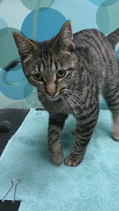 Enlarge Sugar, a Adopted Domestic Short Hair in Lincolnwood, IL video 3/5
