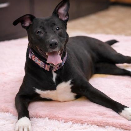 Enlarge Baylee, a ADOPTABLE mixed breed in Worcester, MA image 1/2