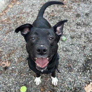 Enlarge Baylee, a ADOPTABLE mixed breed in Worcester, MA image 2/2