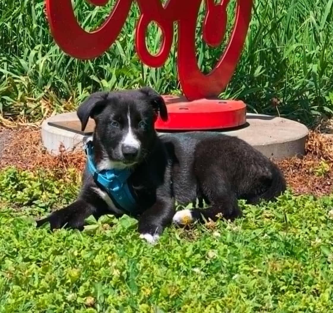 Elsa, a Adoptable mixed breed in Rochester, MN image 2/5