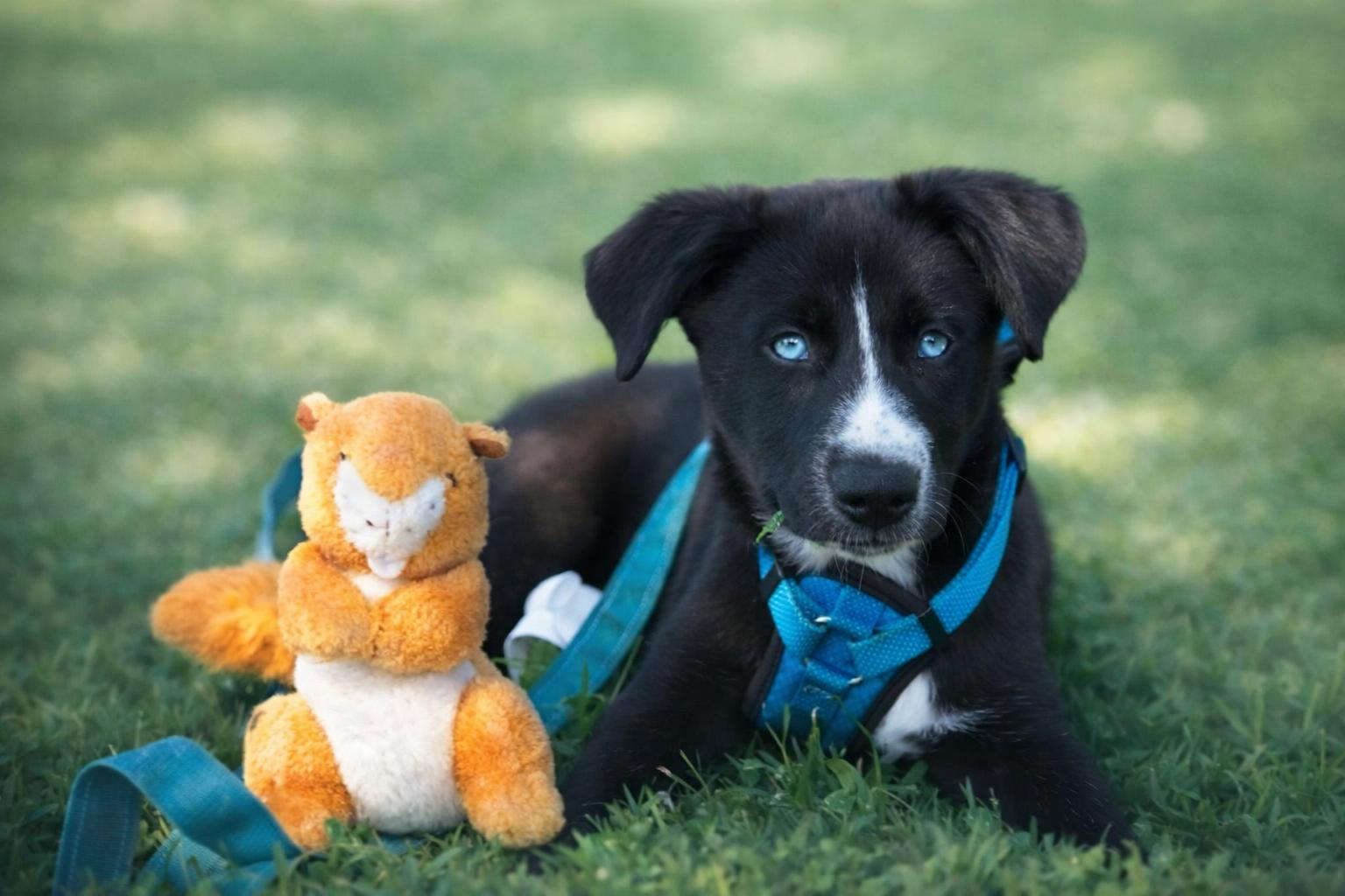 Elsa, a Adoptable mixed breed in Rochester, MN image 1/5