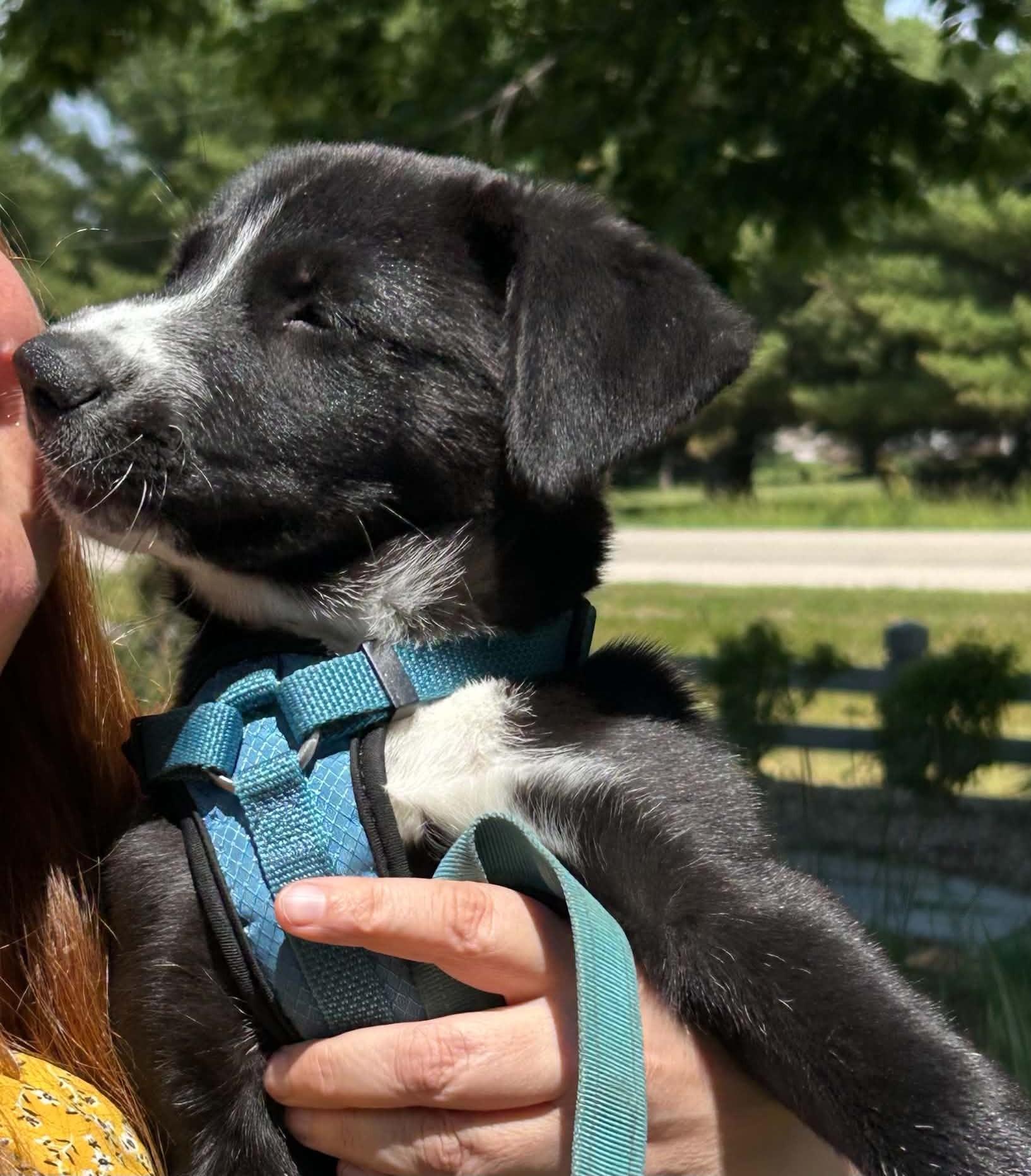 Elsa, a Adoptable mixed breed in Rochester, MN image 3/5