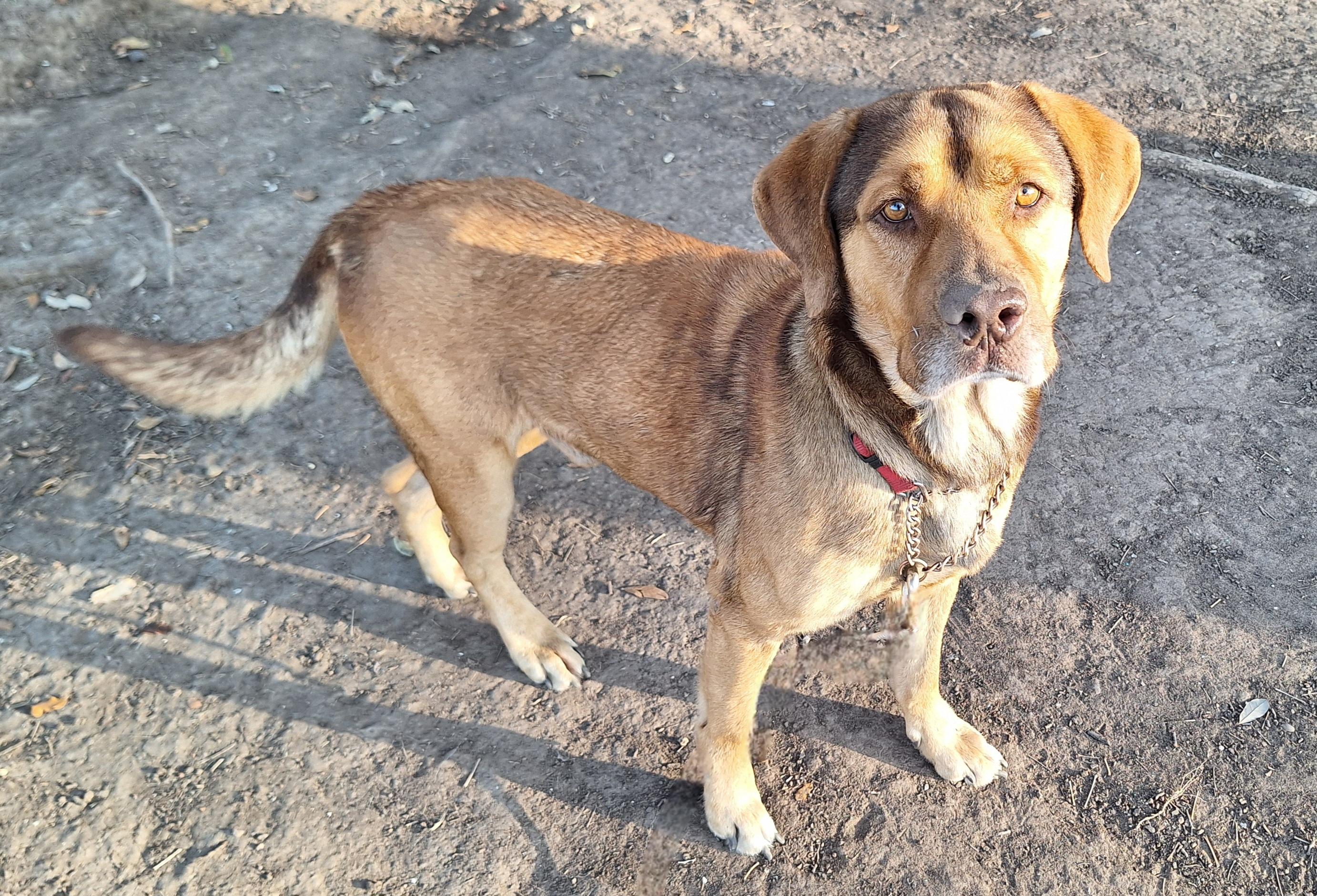 Enlarge Maple, a Adoptable Labrador Retriever in Donna, TX image 1/1