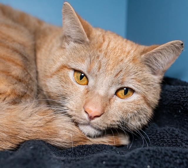 Enlarge SCOOBY, a Adoptable Domestic Short Hair in Boston, MA image 1/1