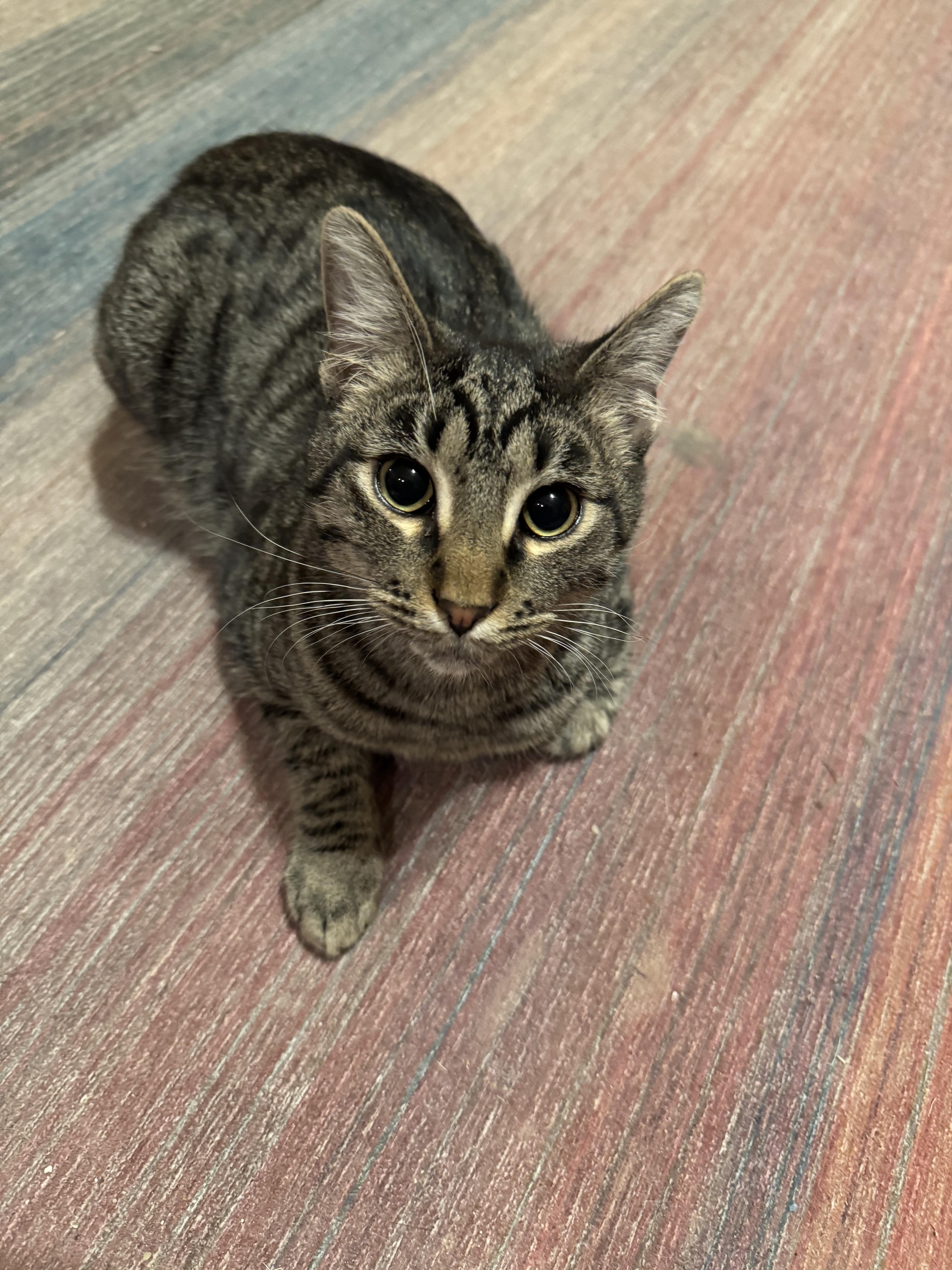 Asher, a Adoptable mixed breed in Albuquerque, NM image 1/2