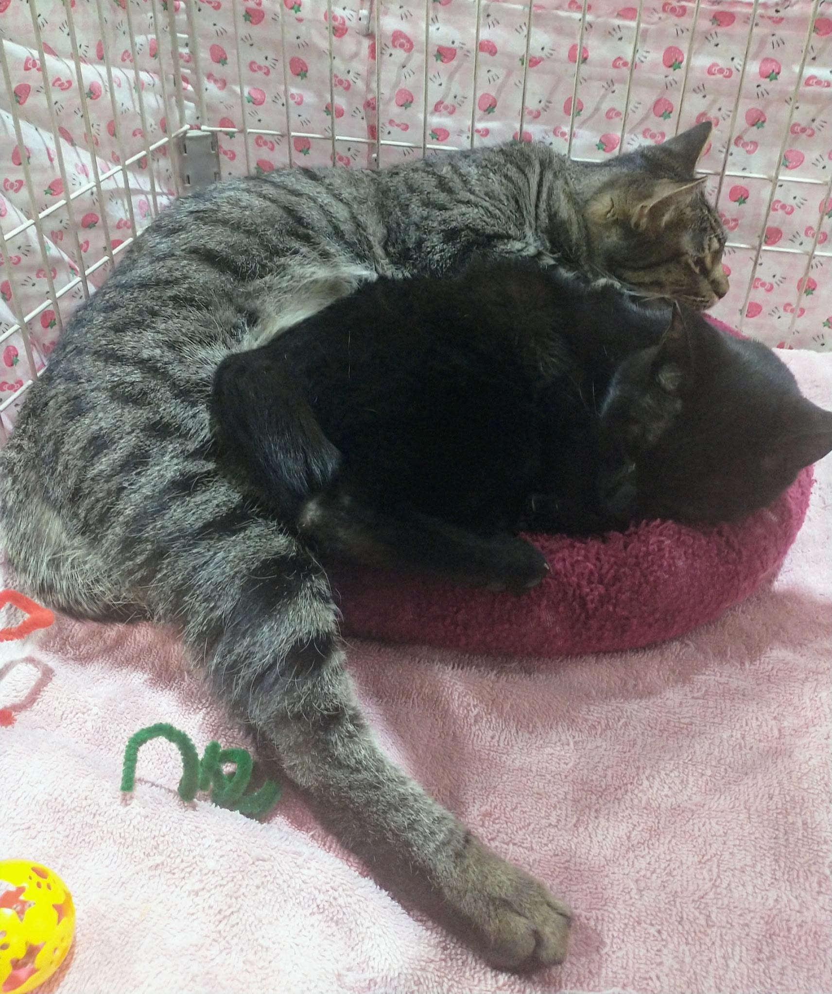 Asher, a Adoptable mixed breed in Albuquerque, NM image 2/2