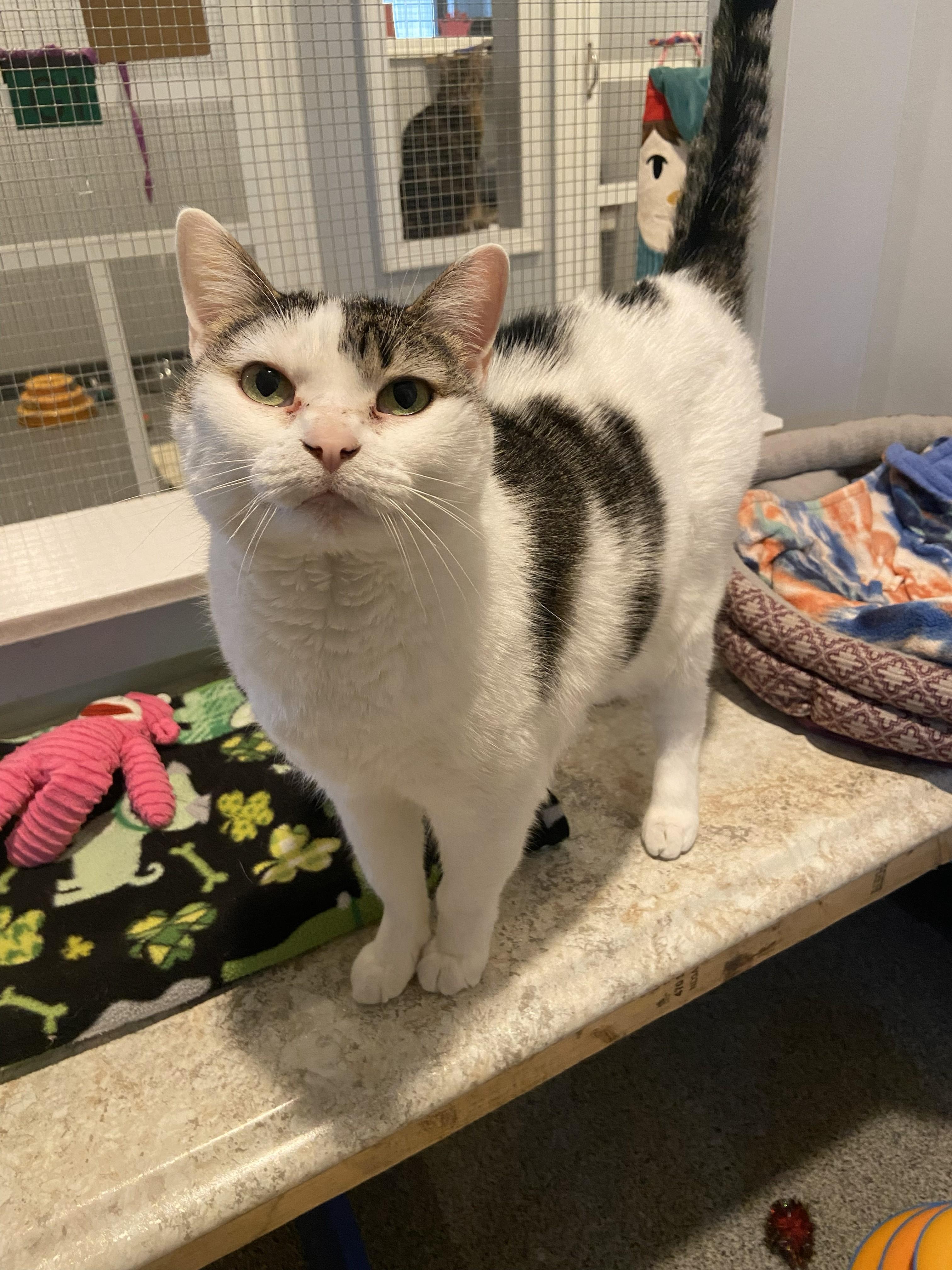 Enlarge Emi, a ADOPTABLE Domestic Short Hair in Lincoln, NE image 1/2