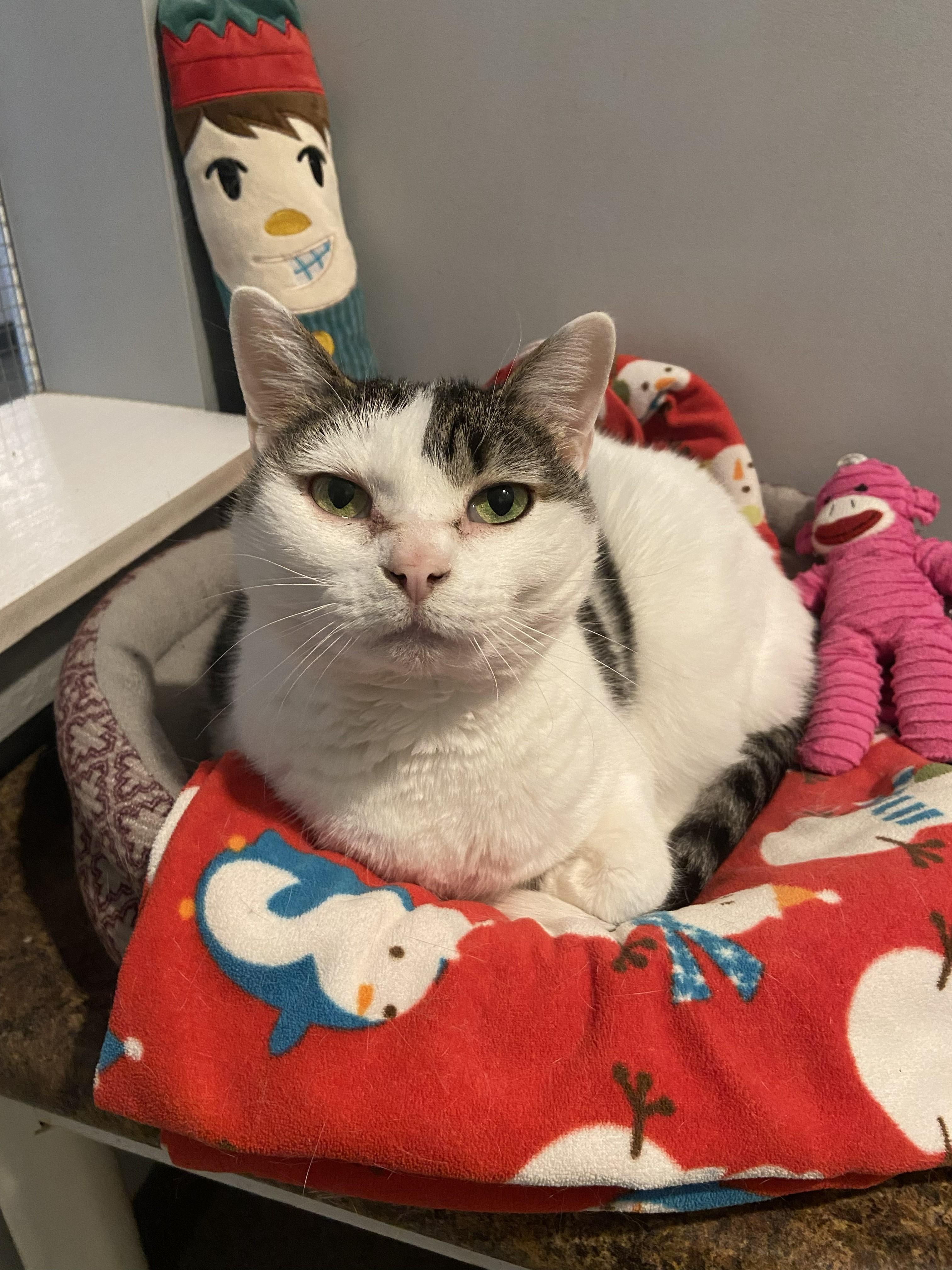 Enlarge Emi, a ADOPTABLE Domestic Short Hair in Lincoln, NE image 2/2