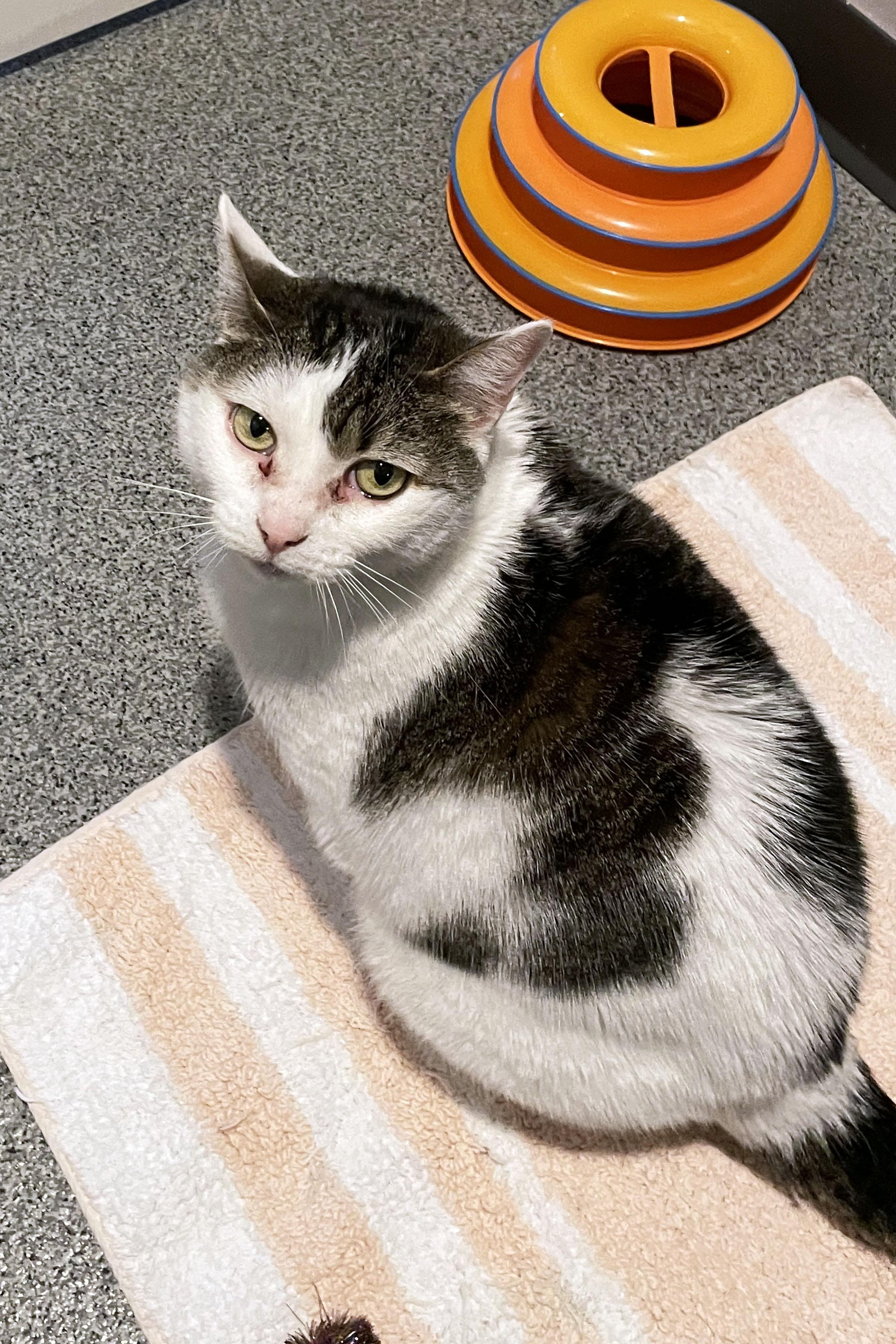 Emi, ADOPTABLE, Senior Female Domestic Short Hair.