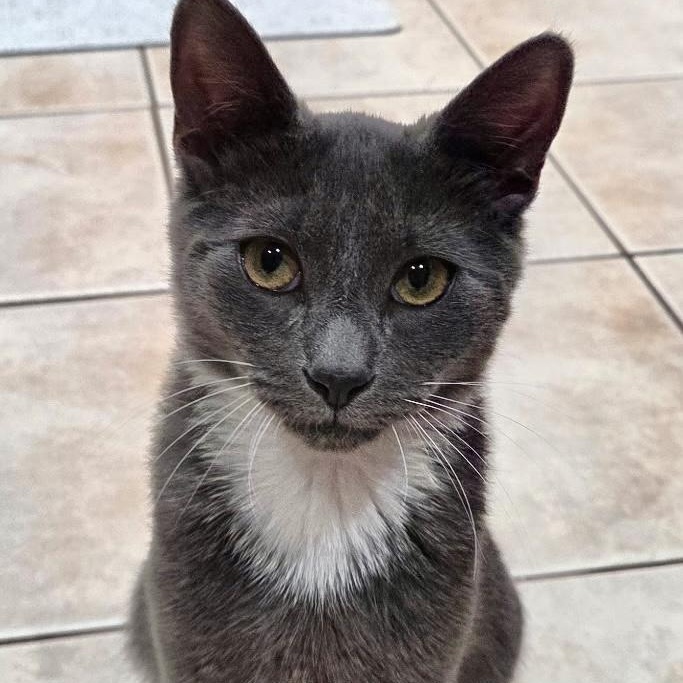 Percy, adopted, Kitten Male Domestic Short Hair.
