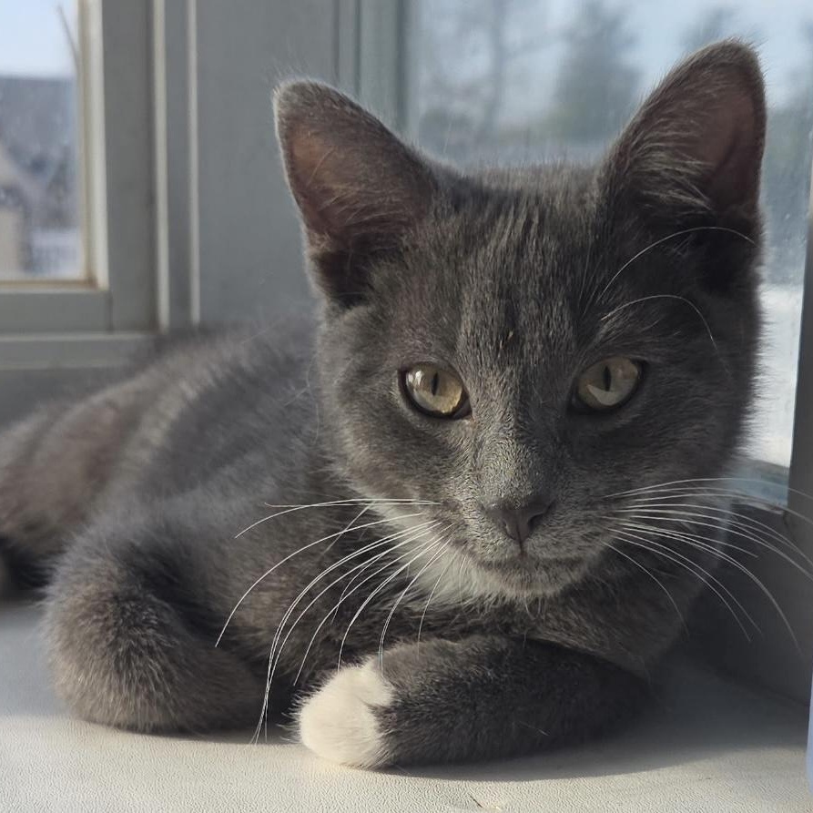 Percy, an adopted Domestic Short Hair in Cranford, NJ image 5/6