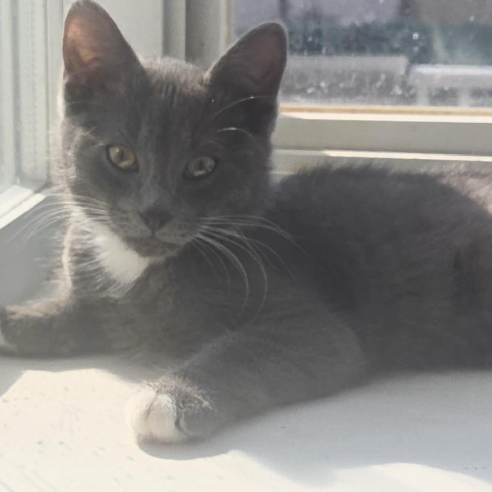Percy, an adopted Domestic Short Hair in Cranford, NJ image 4/6