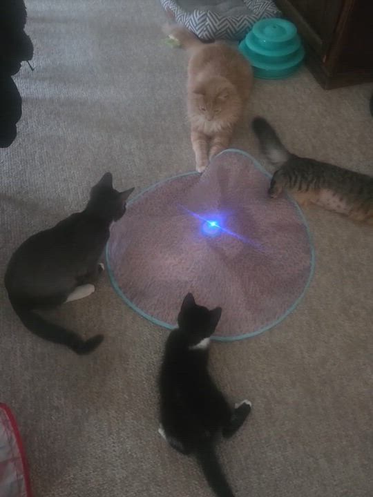 Enlarge Percy, an adopted Domestic Short Hair in Cranford, NJ video 6/6