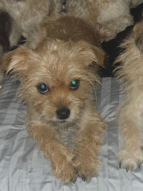 Scotch, Adoptable, Adult Female Yorkshire Terrier.