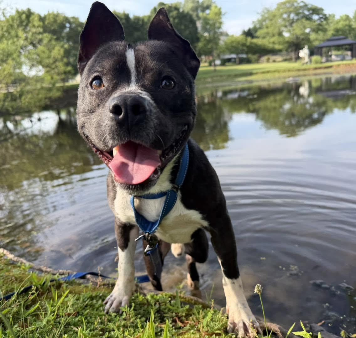 Enlarge Max, a Adoptable mixed breed in Catlett, VA image 1/6