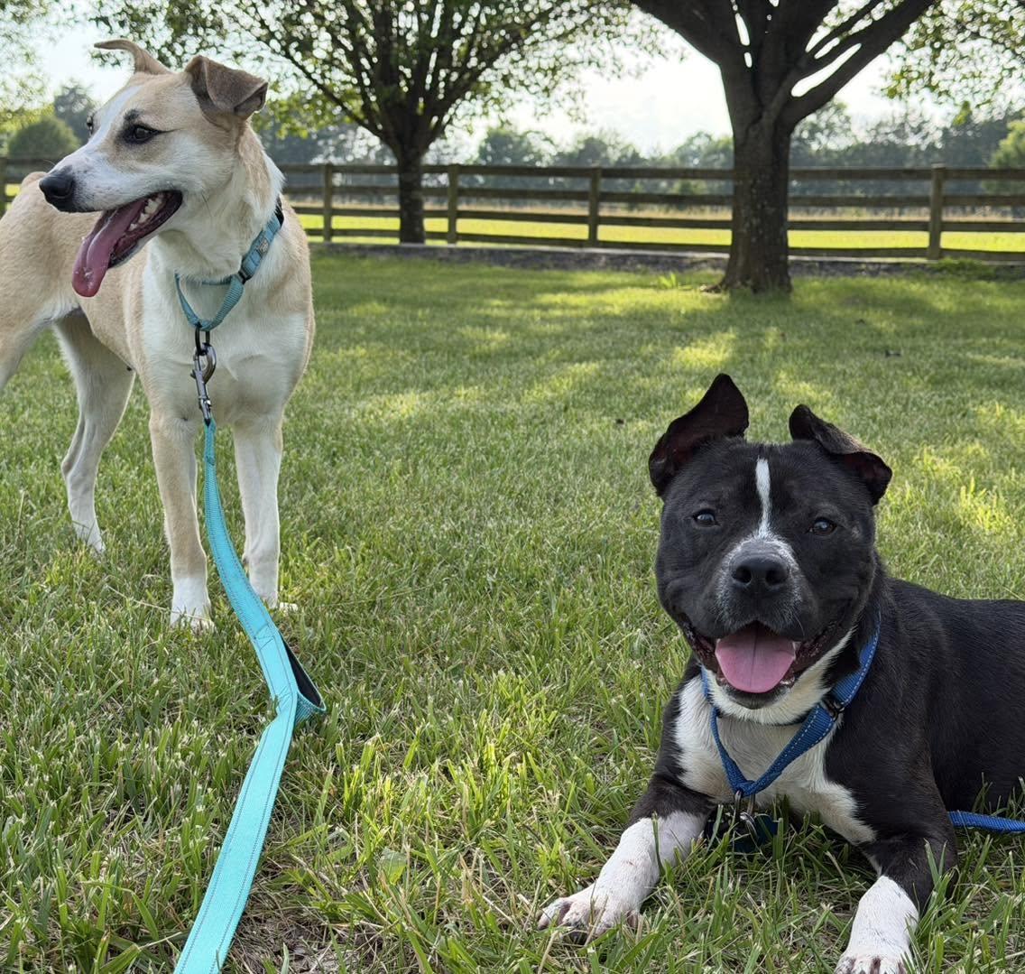 Enlarge Max, a Adoptable mixed breed in Catlett, VA image 6/6
