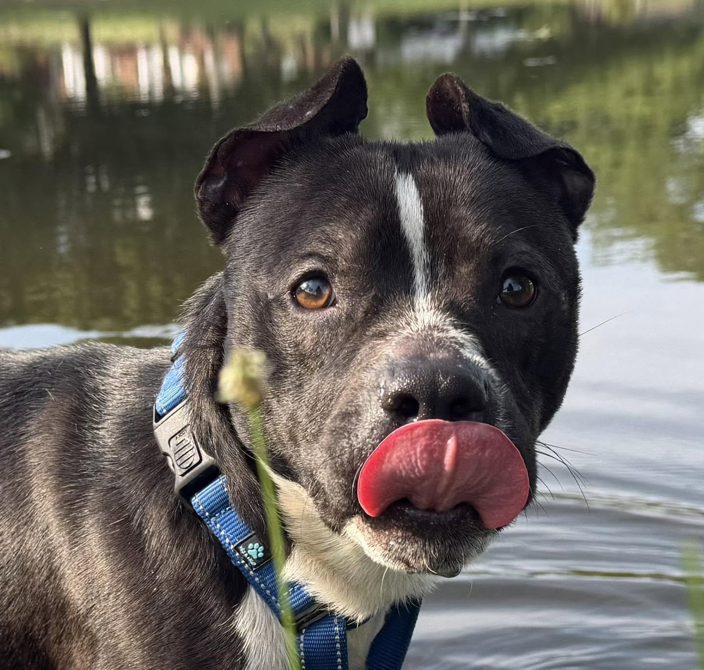 Enlarge Max, a Adoptable mixed breed in Catlett, VA image 2/6