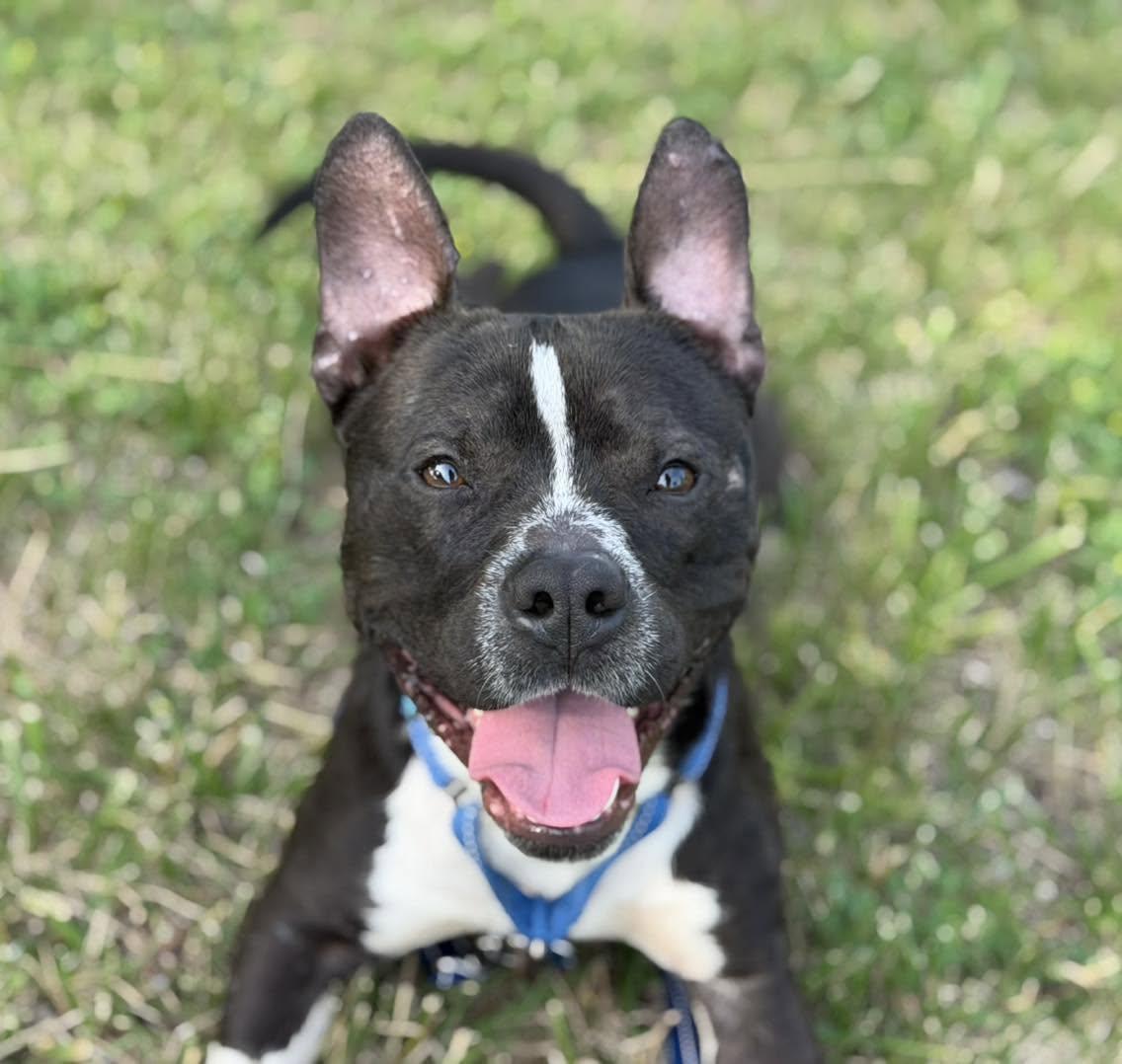 Enlarge Max, a Adoptable mixed breed in Catlett, VA image 3/6