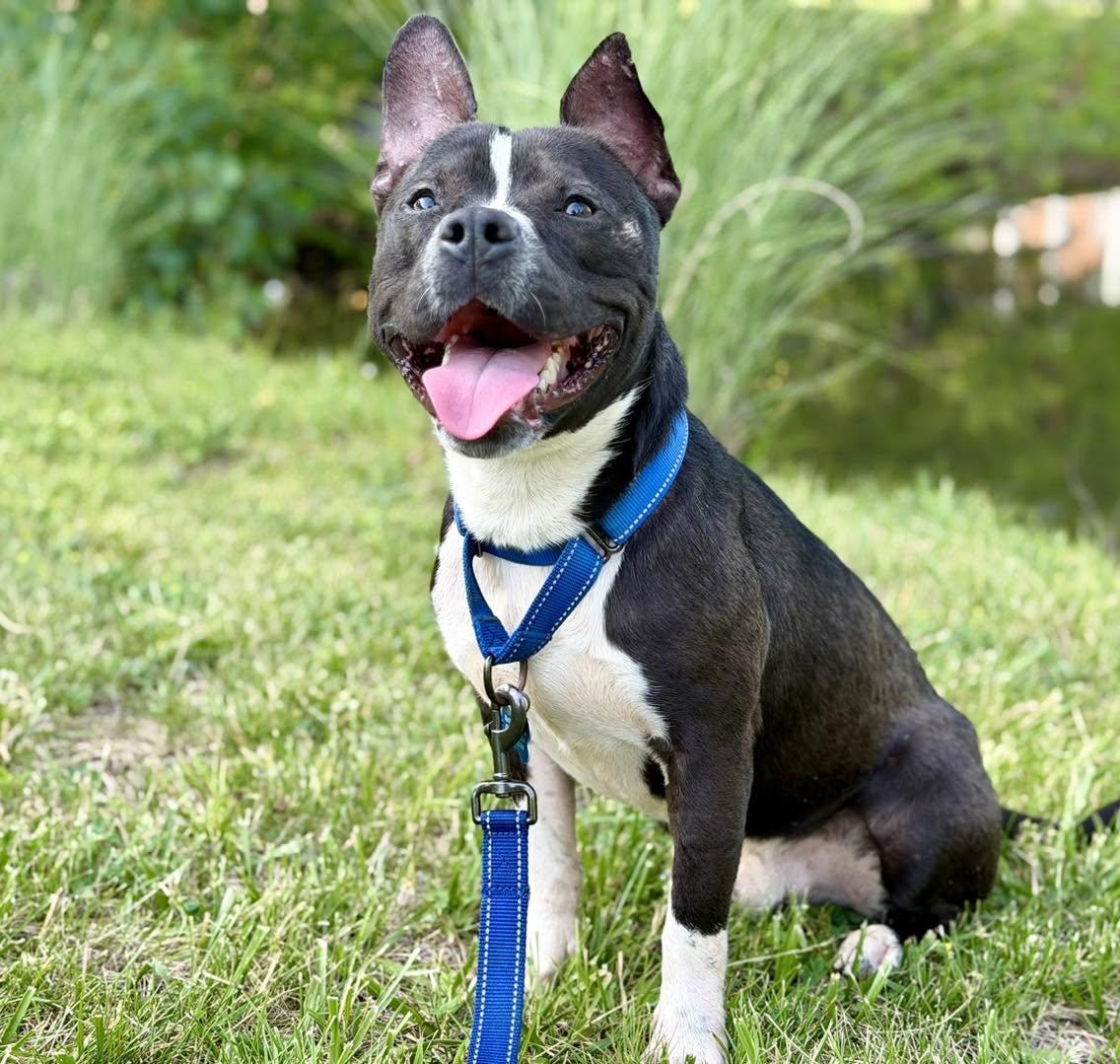 Enlarge Max, a Adoptable mixed breed in Catlett, VA image 4/6