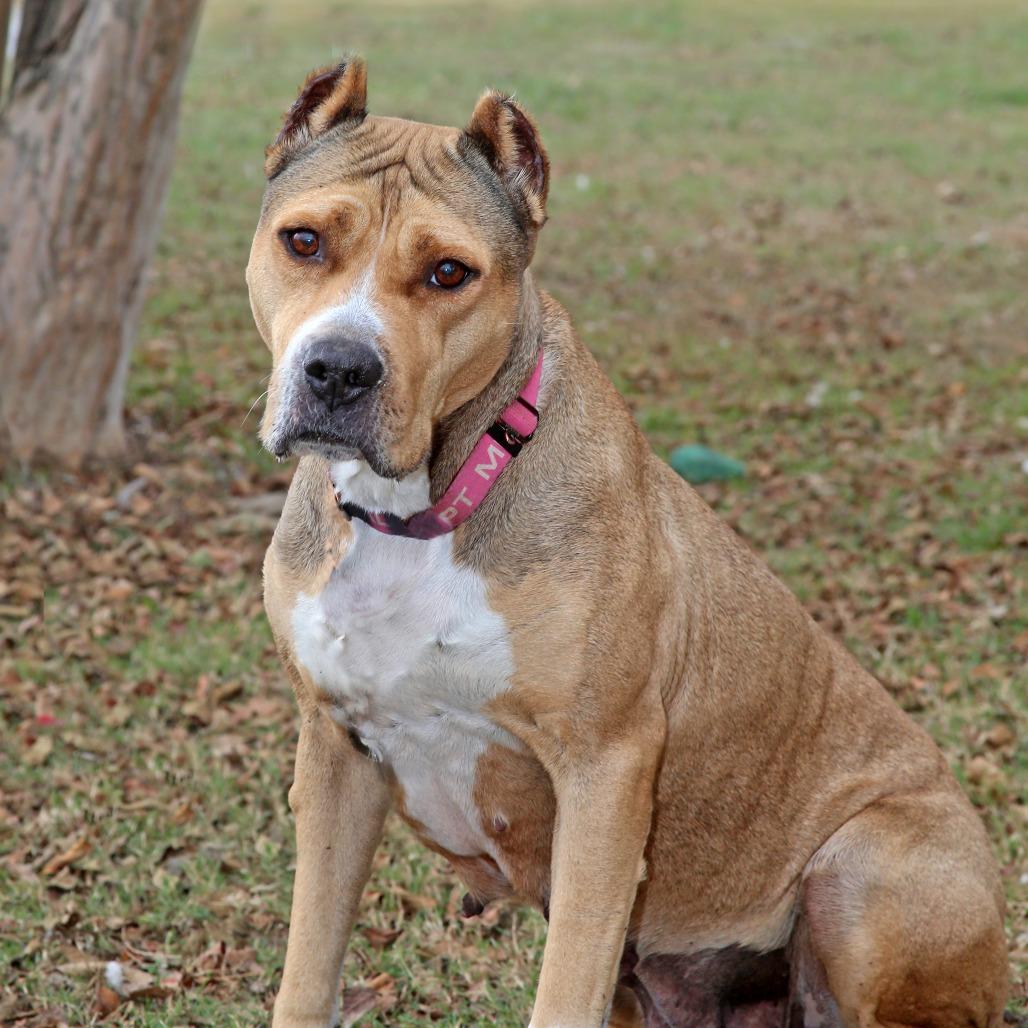 Tracy, Adoptable, Senior Female Pit Bull Terrier.
