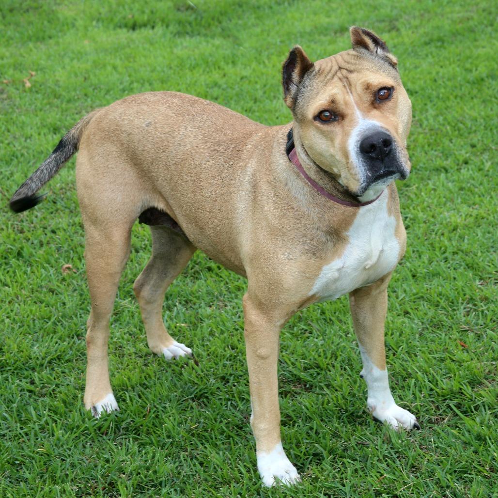 Enlarge Tracy, a Adoptable Pit Bull Terrier in Natchitoches, LA image 2/6