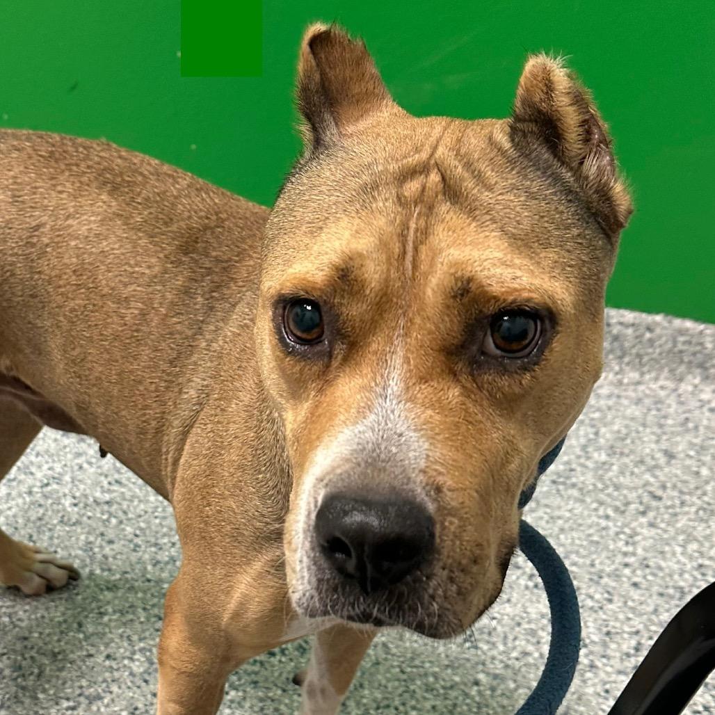 Enlarge Tracy, a Adoptable Pit Bull Terrier in Natchitoches, LA image 3/6