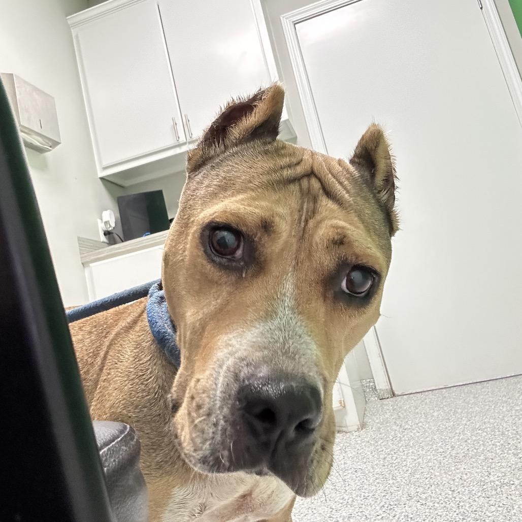Enlarge Tracy, a Adoptable Pit Bull Terrier in Natchitoches, LA image 4/6
