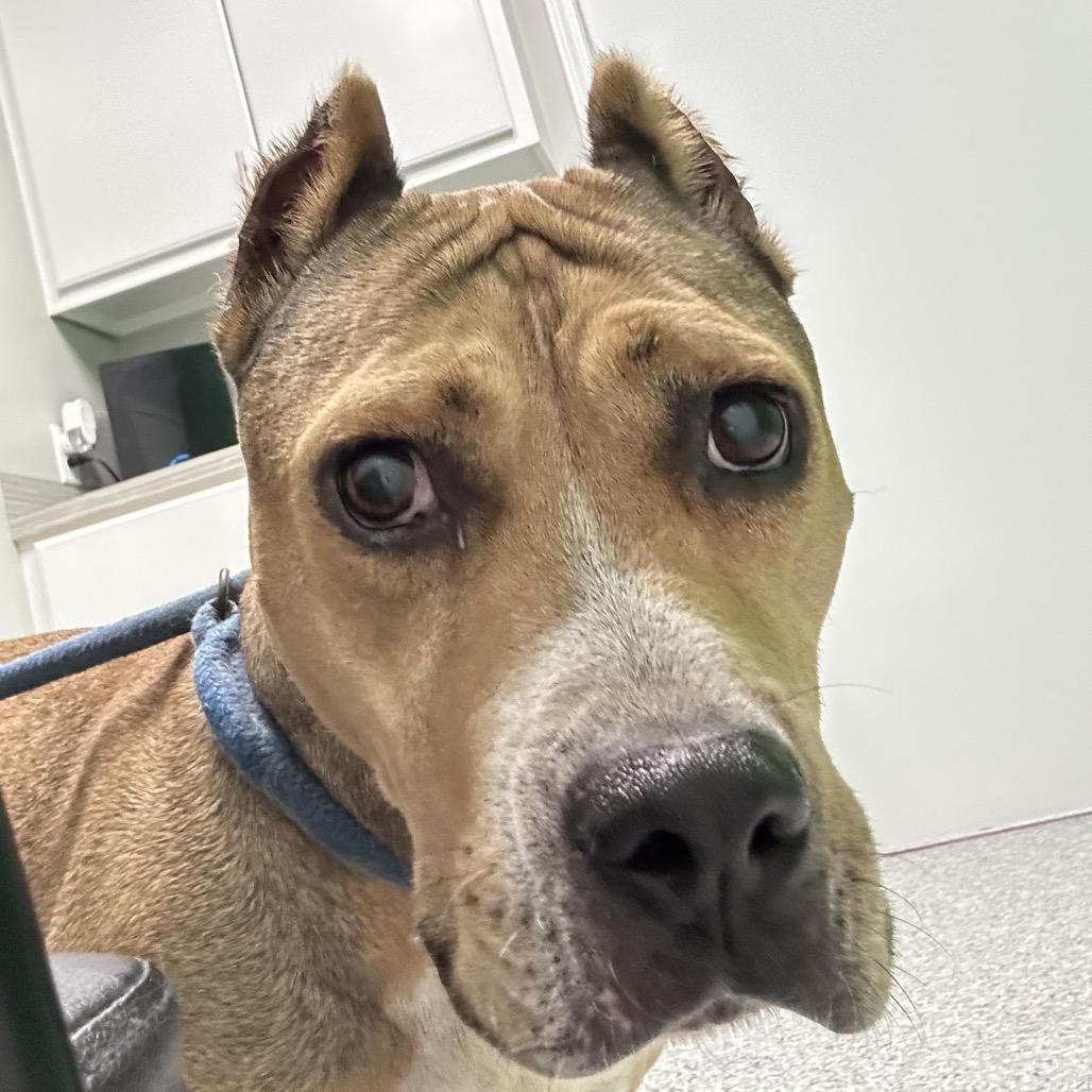 Enlarge Tracy, a Adoptable Pit Bull Terrier in Natchitoches, LA image 5/6