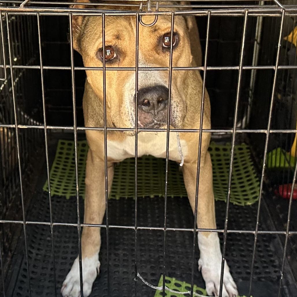 Enlarge Tracy, a Adoptable Pit Bull Terrier in Natchitoches, LA image 6/6